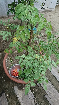 0823トマト
